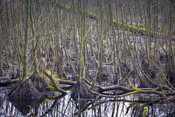 Com vista para um pântano, no meio de uma floresta no Nuthe Nieplitz, Brandemburgo, Alemanha
. - Foto, Imagem