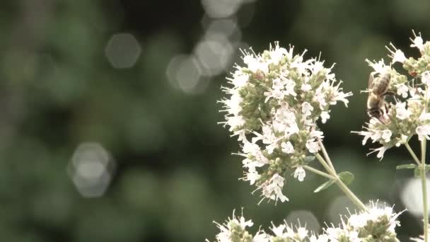 庭で花を受粉させ飛んでいくミツバチの密室. - 映像、動画