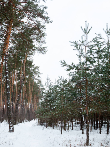Pine trees in the snow. Winter forest. Winter landscape. - Fotoğraf, Görsel