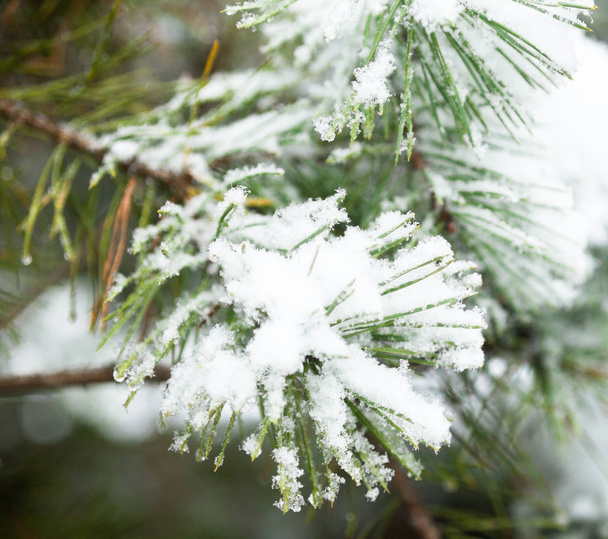 Coniferous branches covered with the snow. Fir-tree in the snow. Winter tree. Close-up. - Foto, Imagen