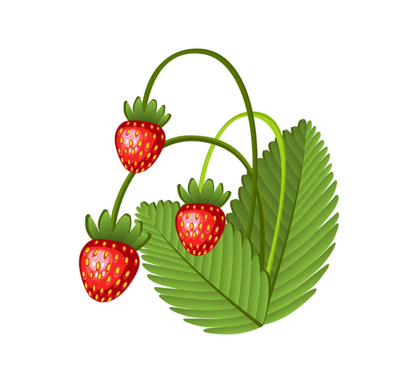 Hand drawn branch wild strawberries berries with leaves. Fresh summer berries. Fruit botany cartoon vector illustration. Fresh organic food - Vector, Image