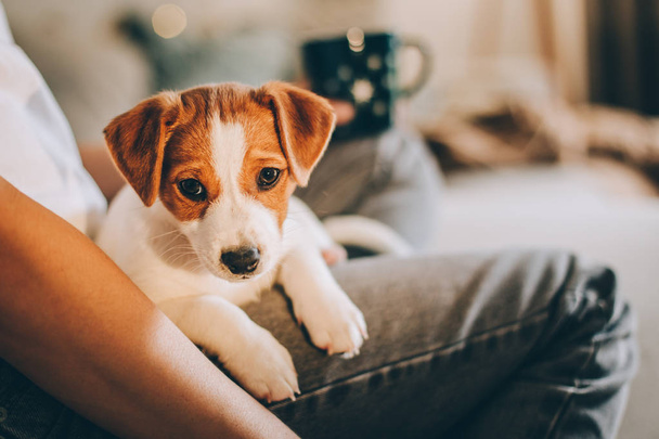 Imádnivaló kiskutya Jack Russell Terrier a tulajdonos kezében. Egy kiskutya portréja..  - Fotó, kép