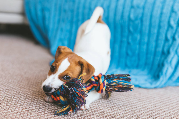 Adorable puppy Jack Russell Terrier on the capet playing with toy.  Blue blanket on a background. - Photo, image