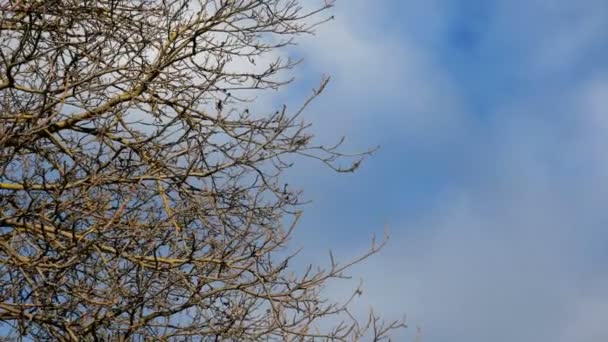 Nagy, lombozat nélküli faágak ringatóznak a szélben napsütéses időben a kék égbolttal szemben, felhőkkel. Gyönyörű környezet. Közelkép. - Felvétel, videó