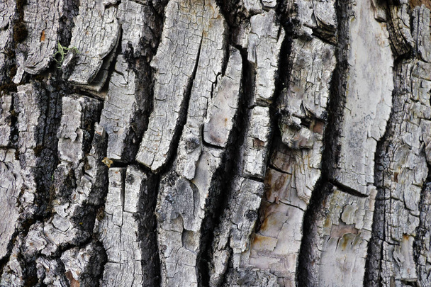 Ağaç kabuğu dokusu. Doğa bitkisi, ahşap - Fotoğraf, Görsel