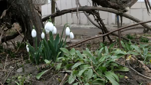 Küçük beyaz bahar çiçekleri ya da yaygın kar damlaları olan Galanthus nivalis bahar sembolleridir. Bahçede ya da bahçede. Erken bahar çiçekleri. Rüzgarda sallanıyor. Seçici odak. - Video, Çekim