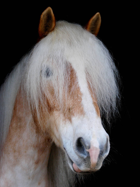 A head shot of a stunning Haflinger against a black background. - Photo, Image