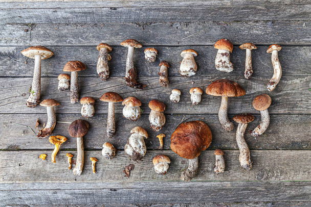 Autumn fall composition. Variety raw edible mushrooms Penny Bun Boletus leccinum on rustic table. Ceps over wooden dark background. Cooking delicious organic mushroom gourmet food. Flat lay top view - Photo, Image
