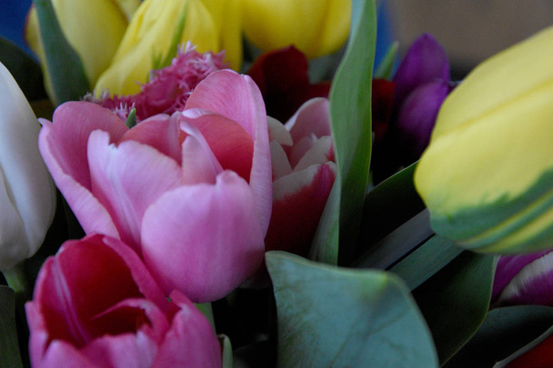 Piękne tło jasnych tulipanów. Wiosenne kwiaty są jasne i piękne, karta wakacje. - Zdjęcie, obraz