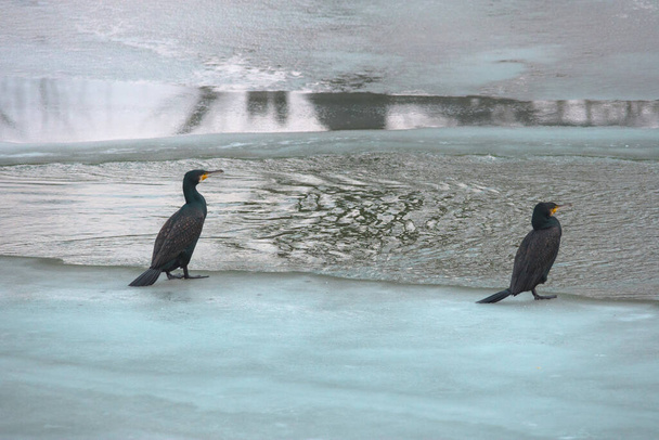 El gran cormorán negro (Phalacrocorax carbo) en el paisaje invernal.
 - Foto, Imagen