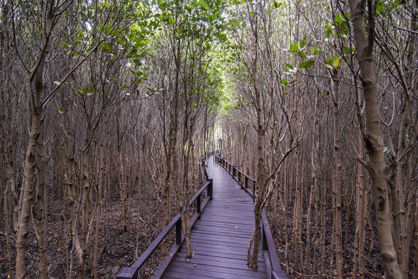 el parque forestal de manglares cerca de la ciudad de Pranburi en el golf de Tailandia al sur de la ciudad de Hua Hin en Tailandia. Tailandia, Hua Hin, noviembre de 2019
 - Foto, Imagen