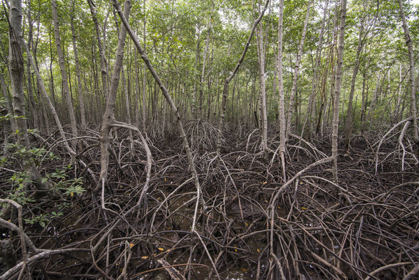 o Parque Florestal de mangue perto da Cidade de Pranburi no Golfe da Tailândia sul a Cidade de Hua Hin na Tailândia. Tailândia, Hua Hin, novembro de 2019
 - Foto, Imagem
