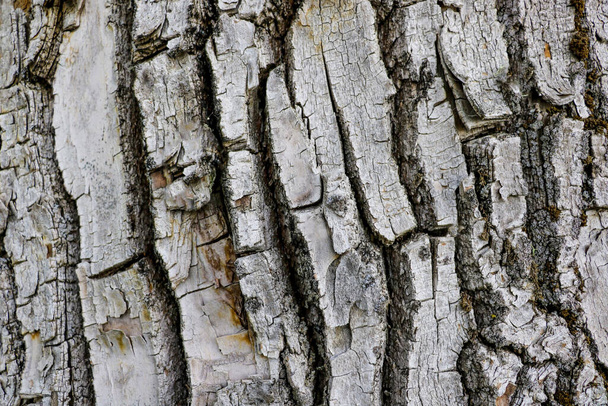 Tree bark texture background. Nature plant, forest - Фото, изображение