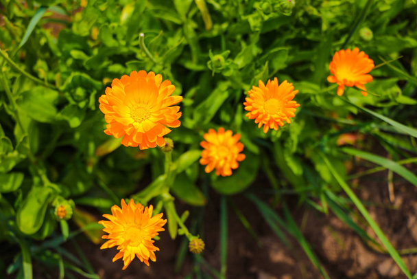 Marigold 'u yaz mevsiminde bahçede - Fotoğraf, Görsel