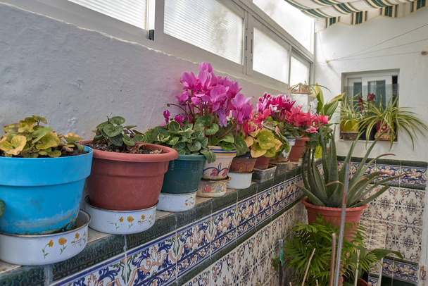 Plantas em casa playground andaluz, aloe vera, gerânio e outras plantas mediterrânicas e flores em Olvera Cádiz Espanha
 - Foto, Imagem