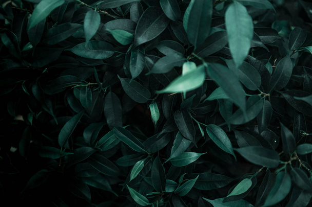 Textura de fondo de hojas naturales en verde oscuro. Concepto de fondo abstracto con hojas exuberantes naturales
 . - Foto, imagen