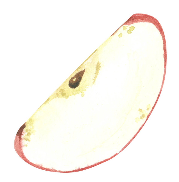Red apple slice, hand drawn watercolor illustration - Φωτογραφία, εικόνα