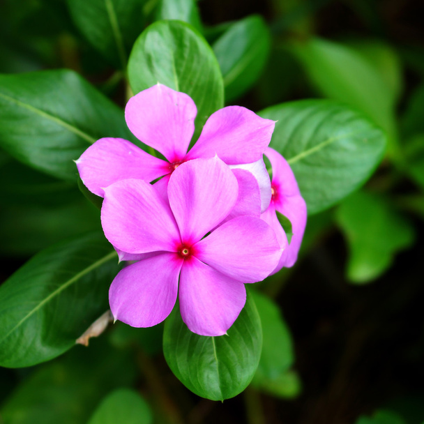 美しいピンク ビンカ花 (マダガスカル ニチニチソウ) - 写真・画像