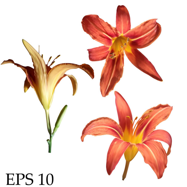 Conjunto de flores de lirio realistas vectoriales aisladas sobre fondo blanco.EPS 10
 - Vector, imagen