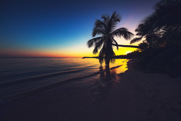 Sziluettek pálmafák ellen az ég alatt egy trópusi napkelte. - Fotó, kép