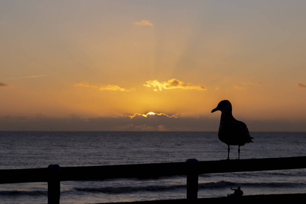 racek mořský na pláži při západu slunce - Fotografie, Obrázek