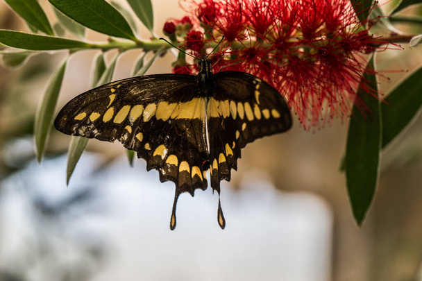 zwart geel tropisch zwaluwstaart vlinder - Foto, afbeelding