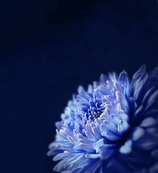 Φωτεινό φρέσκο λουλούδι στον κήπο σε μπλε επιφάνεια - Φωτογραφία, εικόνα