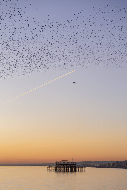 the starling murmuration in Brighton - Photo, Image