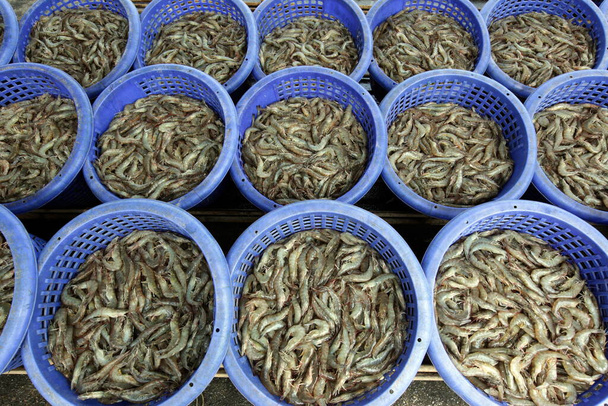 krewetki zarabiające na farmie krewetek w parku narodowym Khao Sam roi Yot na południe od miasta Hua Hin w Tajlandii. Tajlandia, Hua Hin, listopad 2011 - Zdjęcie, obraz