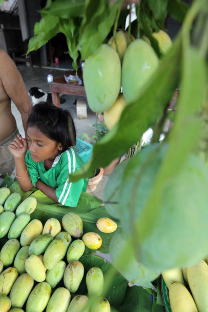 verse Thaise mango 's in een dorp in het nationale park Khao sam roi Yot ten zuiden van de stad Hua Hin in Thailand. Thailand, Hua Hin, november 2011 - Foto, afbeelding