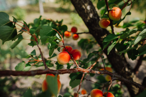 trees apricot in the garden with ripe fruits fruit harvest season summer - Foto, immagini
