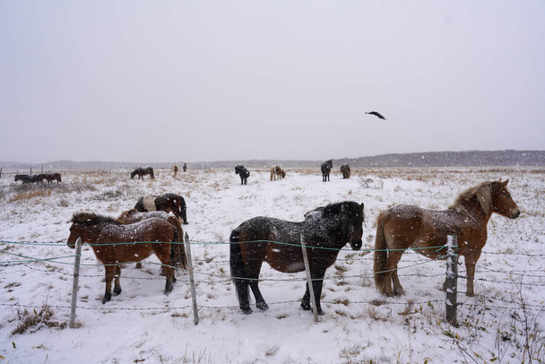 horse in winter hokkadio japan - Foto, immagini