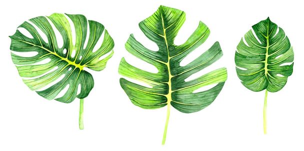 Watercolor drawing of a green leaf. Monstera leaf. Green leaf of a tropical plant. Watercolor natural art. Floral illustration. - Foto, Imagem