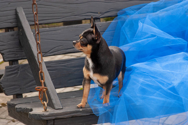 chihuahua hond die op de blauwe doek staat. chihuahua op blauwe doek. chihuahua zwart-bruin-witte kleur op een blauwe stof bij daglicht. Kortharige mini chihuahua. Trendy kleur - Foto, afbeelding
