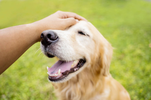 Cute Golden Retriever dog smiles enjoying being caressed by her owner - Photo, image