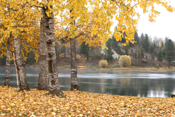 Scène d'automne par rivière
. - Photo, image