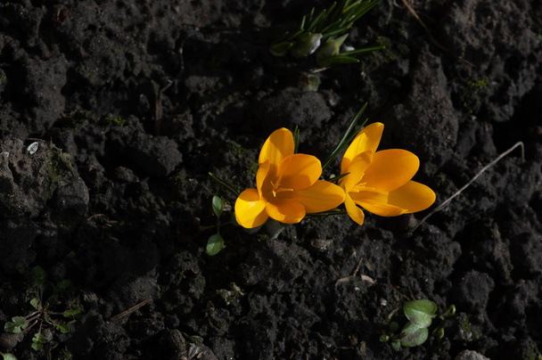 Holländische Krokusse in Großaufnahme. Primeln blühen Krokusse. Krokus auf dem Boden. Frühling, erste Blüten, Krokusse, gelbe Frühlingsblumen. Hurra Frühling. Der Frühling ist gekommen, der März - Foto, Bild