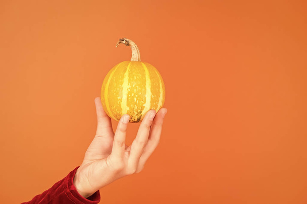 Pumpkin vegetable. Halloween attribute. Small decorative pumpkin in hand close up. Harvest and grocery shop. Jack lantern concept. Healthy food. Natural product. Homegrown vegetables. Cute pumpkin - Fotoğraf, Görsel