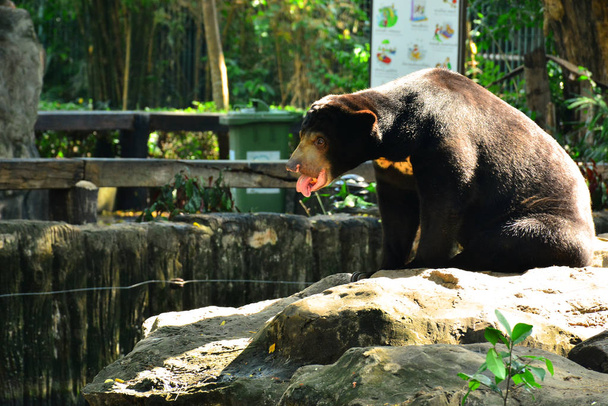 BANGKOK, TH - DEC 13: Malaysian sun bear at Dusit Zoo on December 13, 2016 in Khao Din Park, Bangkok, Thailand. Dusit Zoo is the oldest zoo in Bangkok, Thailand. - Zdjęcie, obraz