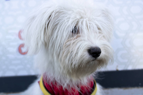 Foto della testa del cane Coton de tulear. Ha una sciarpa rossa intorno al collo. Da vicino.
. - Foto, immagini