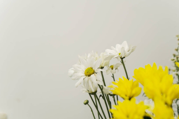 Spring concept: Yellow and white Jerusalem artichoke flowers isolated over white background - Photo, image