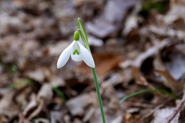Detailní záběr na bílou zasněženou květinu pořízenou v lese, zelený stonek a bílé okvětní lístky. - Fotografie, Obrázek
