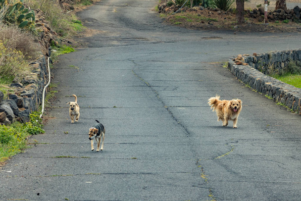 Две собаки на обочине местной асфальтовой дороги в горной деревне на юге острова Тенерифе. Одно животное с интересом осматривает незваного гостя с треногой и камерой
. - Фото, изображение