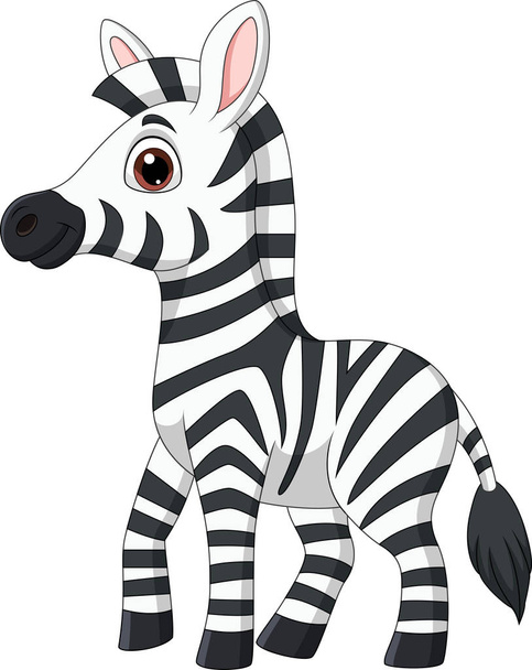 Vector illustration of Cute baby zebra posing isolated on white background - Vetor, Imagem