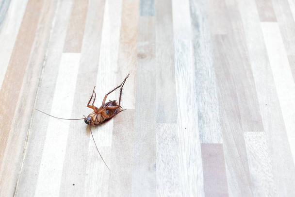 один жуткий таракан умер на полу от убийства инсектицида
 - Фото, изображение