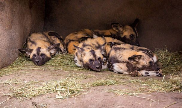 A group of African painted dogs gather together resting in a cave - Foto, imagen