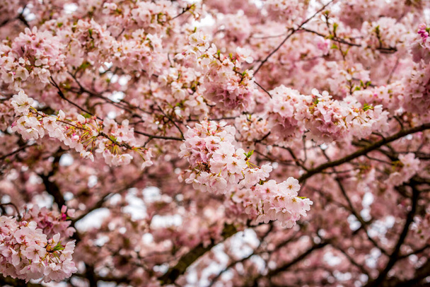 mooie roze kersenbloesem in het voorjaar - Foto, afbeelding