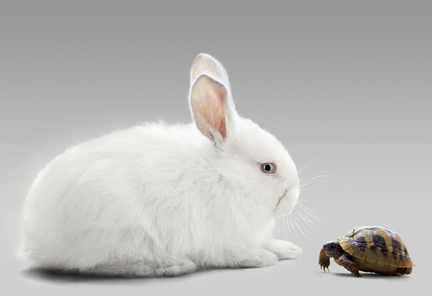 χελώνα vs κουνέλι - Φωτογραφία, εικόνα