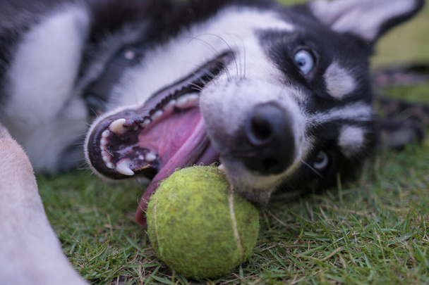 un husky jouant avec une balle de tennis dans l'herbe
 - Photo, image