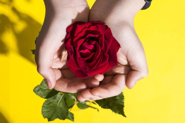 Мальчик держит красную розу, чтобы представить девушку. Вид сверху и пространство для копирования. Концепция женского дня
 - Фото, изображение